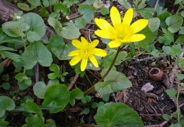 Ranunculus ficaria